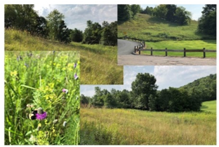 Hidden Valley Remnant Prairie