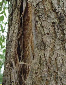 Emerald Ash Borer tree