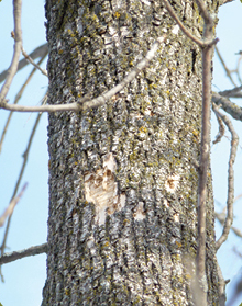 Emerald Ash Borer tree