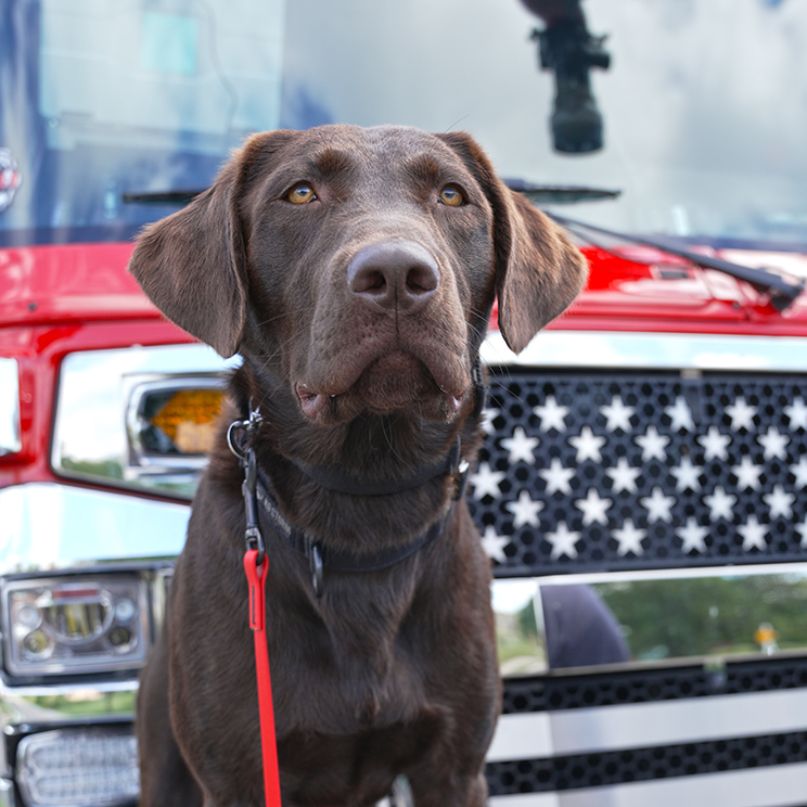 K9 Marshall